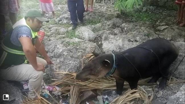 Rescatan a tapir con heridas de bala en Q. Roo