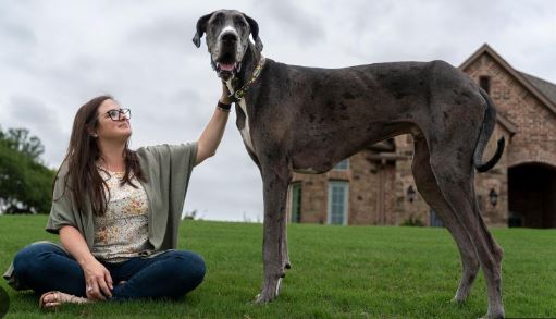 El Grán Danés, el perro más grande del mundo y no es riesgo para las familias