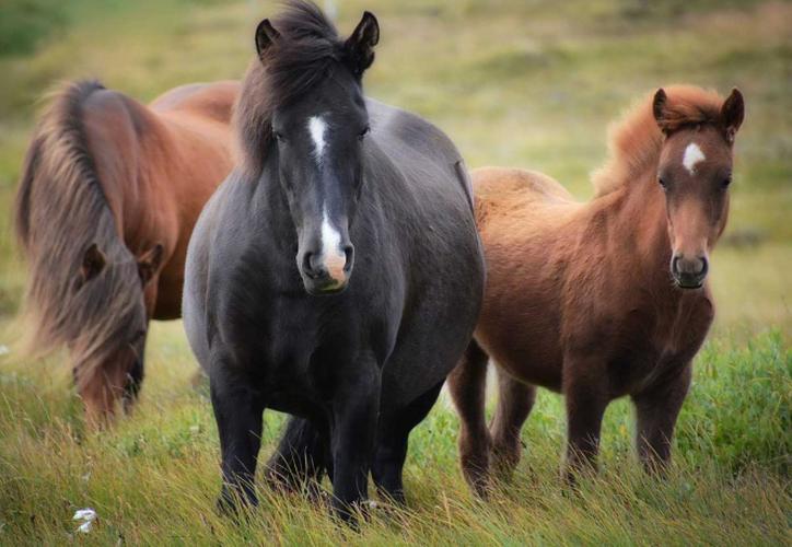 Mata  a 15 caballos en Kentucky y nadie sabe quién lo hizo