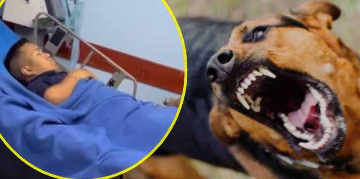 Medio Metro es hospitalizado tras ser atacado por un perro rabioso