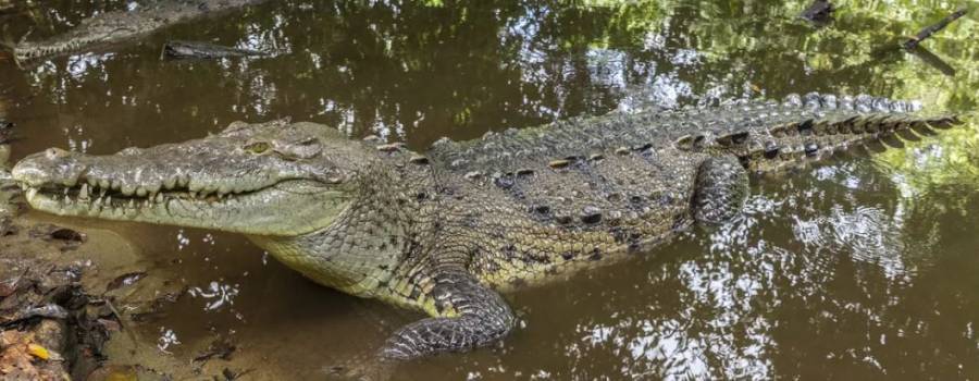Natgeo: Cuáles son las diferencias entre un caimán y un cocodrilo