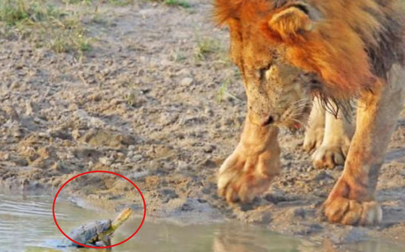 ¡La más valiente! Tortuga se enfrenta a dos leones en arroyo; increíble video se hace viral