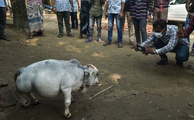 Nace la vaca más pequeña del mundo; miles acuden a verla