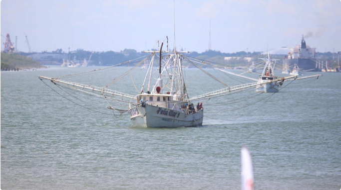 Se alarga la veda del camarón en Tamaulipas; barcos atracarán por 127 días