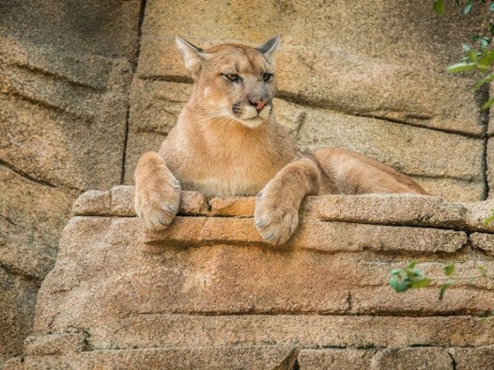 Chile: Puma genera intenso movimiento policiaco para su captura