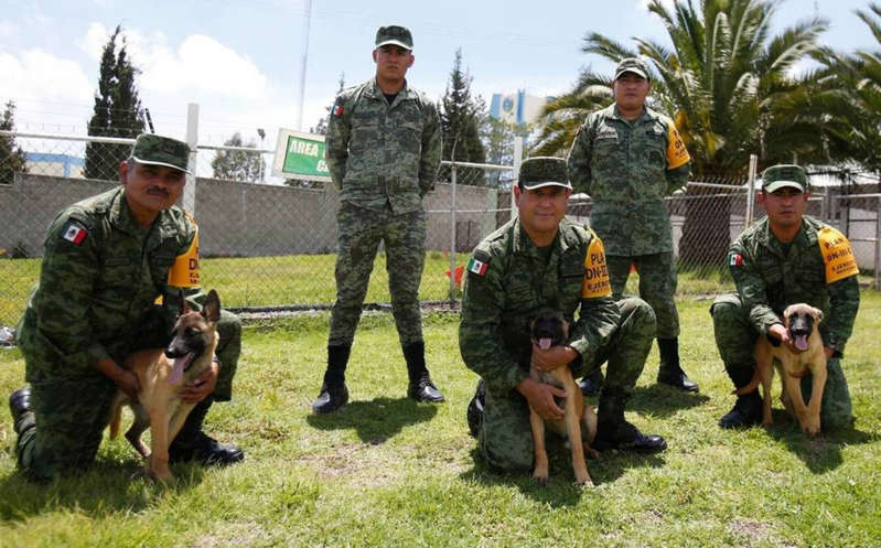 Ejército Mexicano da en adopción a sus perritos jubilados ¿Quieres uno?