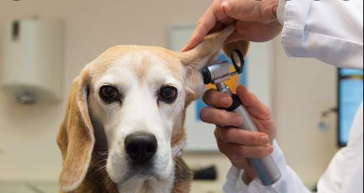 Otitis externa, una de las infecciones más frecuentes en perros