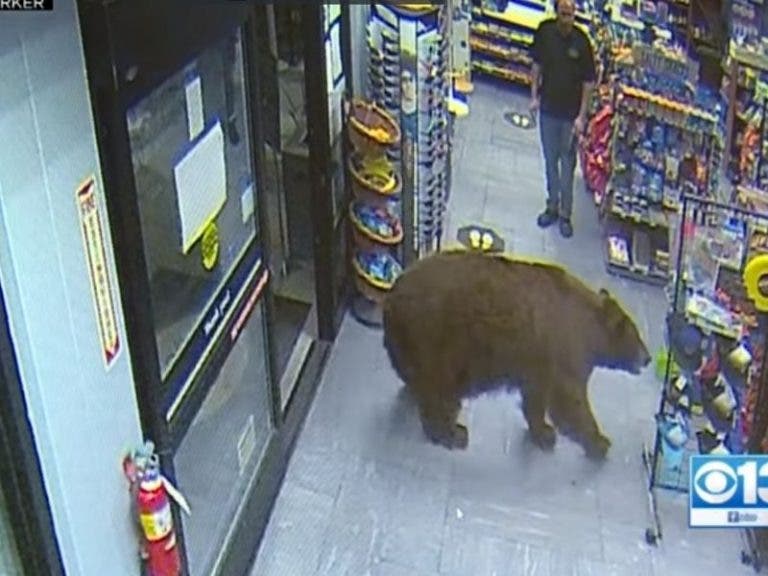 Captan a oso pardo robando dulces en un minisúper