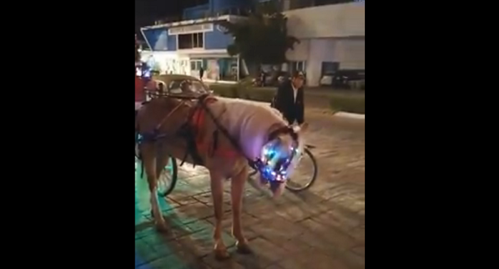 (V{IDEO) Calesero de Mérida convierte a su caballo en "árbol navideño"; denuncian maltrato animal