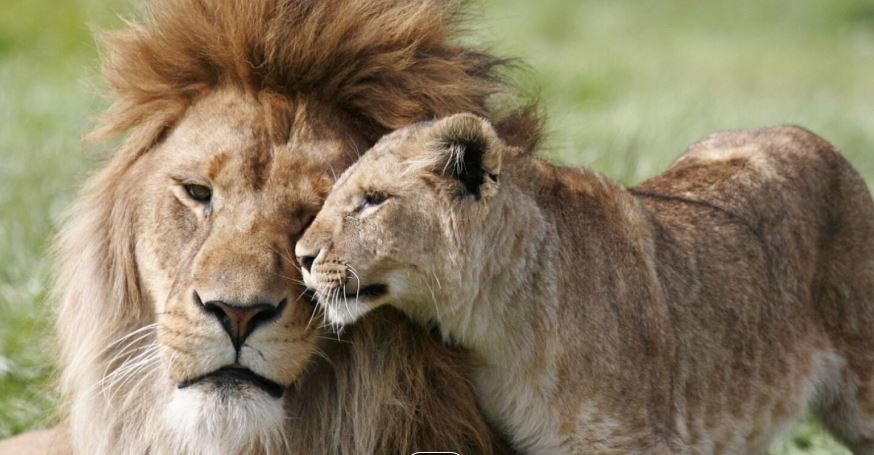 VIDEO: Frente a turistas, pareja de leones se aparea encima de un safari