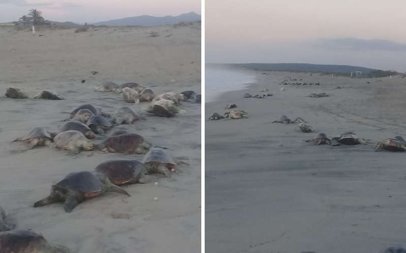 Hallan 300 cadáveres de tortugas en playa de Oaxaca; habrían sido asfixiadas