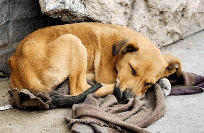 Hoy se conmemora el "Día Internacional del Animal sin Hogar"