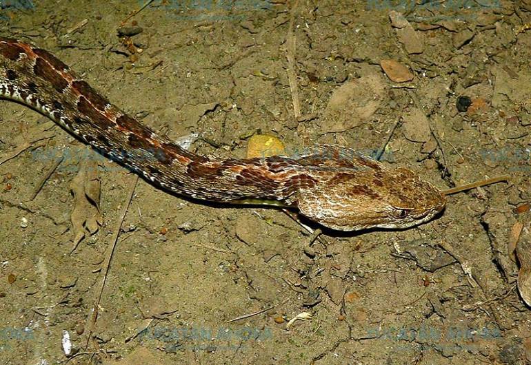 El calor dispara ataques de serpientes en Yucatán: un muerto