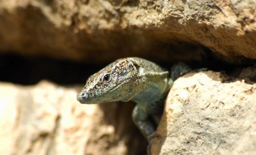 Gecko viajero sorprende al ser hallado entre cervezas alemanas