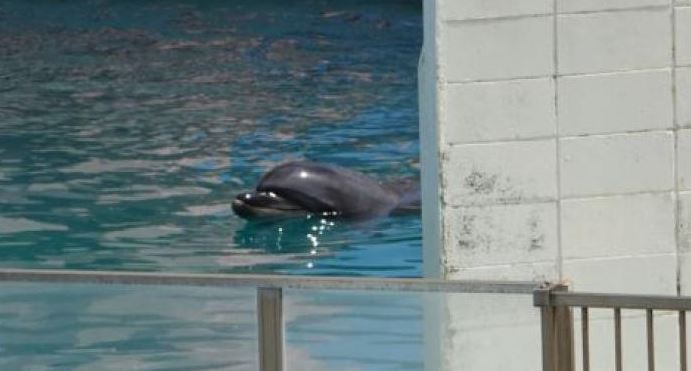 Muere delfín en un acuario abandonado