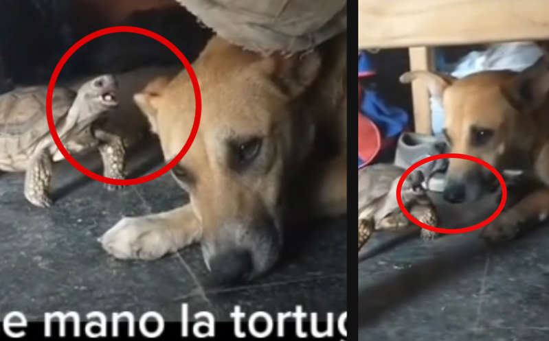 Pelea entre perro y tortuga se hace viral en TikTok