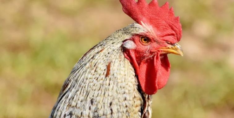 Gallo de pelea mata a su dueño durante pelea clandestina