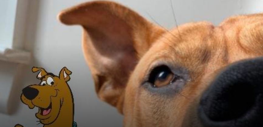 Un perro idéntico a Scooby-Doo causa revuelo en redes