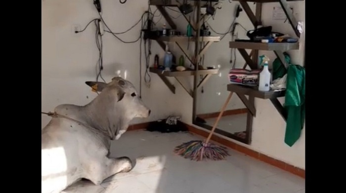 (VIDEO)  Un toro cebú sorprende a peluquero de Buctzotz