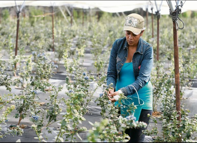 Impulsan ley para apoyar a los pequeños productores de Jalisco