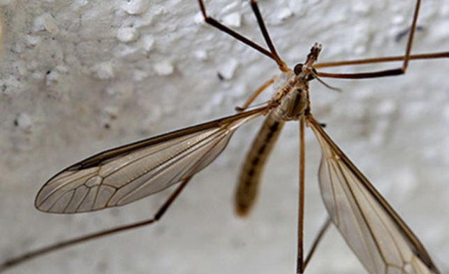 Por esta razón no debes matar a los “mosquitos gigantes” en tu casa