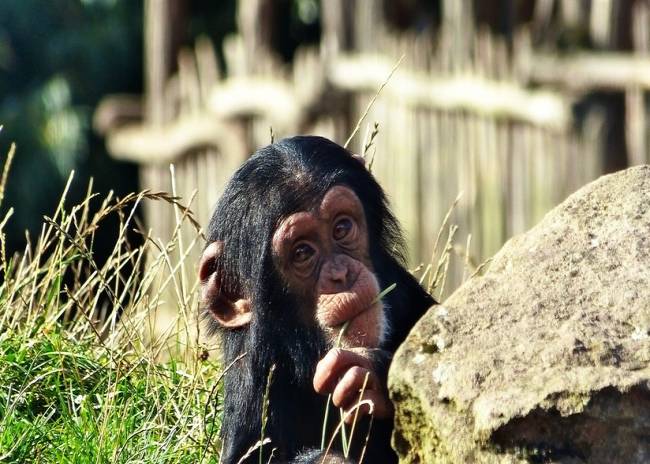 VIDEOS: Captan a chimpancés comiendo tortugas
