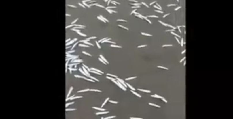 Cientos de peces mueren en la Playa de Manzanillo