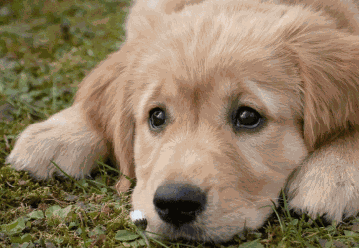 Perrito con dientes en forma de corazón genera curiosidad