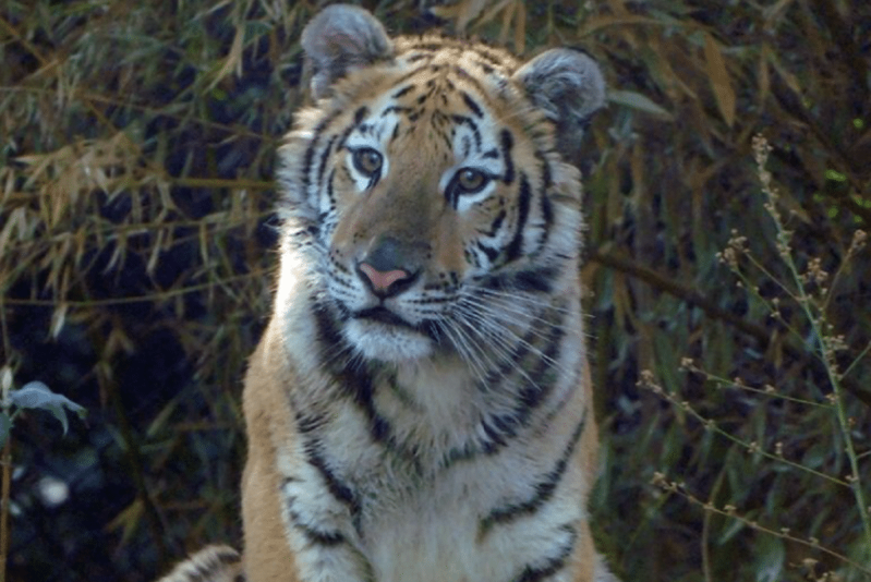 Fallece el tigre “Okoye” del zoológico de Chapultepec