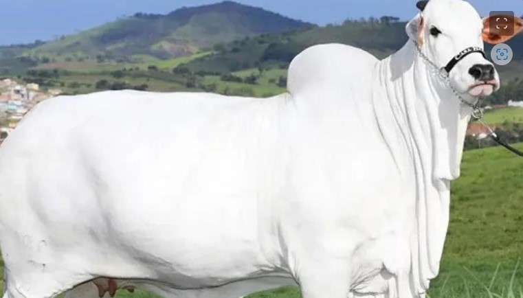 La vaca más cara del mundo; se vendió en 4.3 millones de dólares