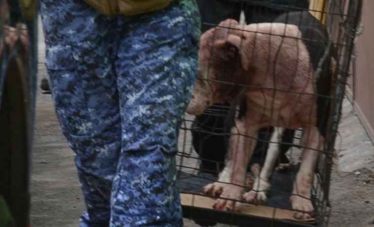 CDMX: Dos pitbull atacan a su dueña, de solo 23 años, y la matan