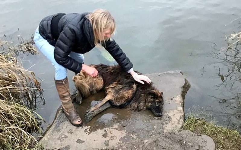 Perrita halla familia tras ser rescatada de ahogarse en un río; le ataron una roca