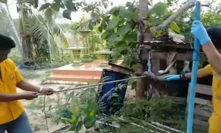 VIDEO: Una pitón se atasca bajo un tejado por tragarse a un conejo en Tailandia
