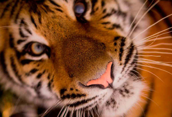 Pakistán: 'Horror en el zoo', hallan medio cuerpo devorado en la jaula de un tigre