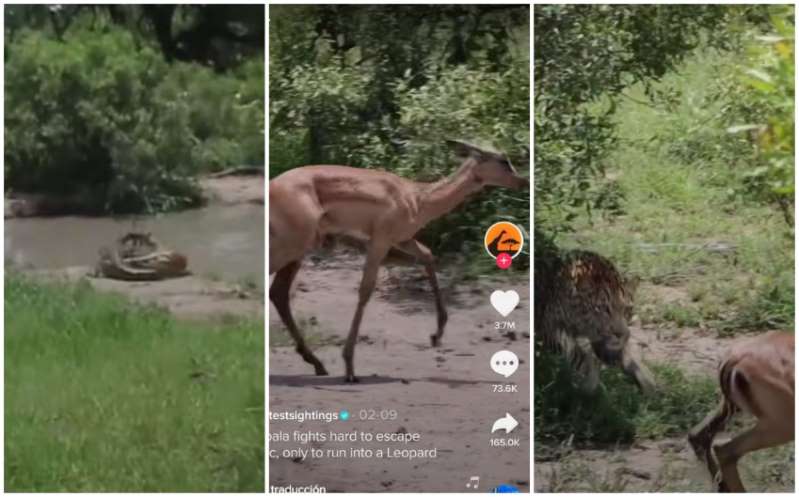 ¡Hay vídeo! Antílope escapa de un cocodrilo pero al huir se encuentra con algo peor