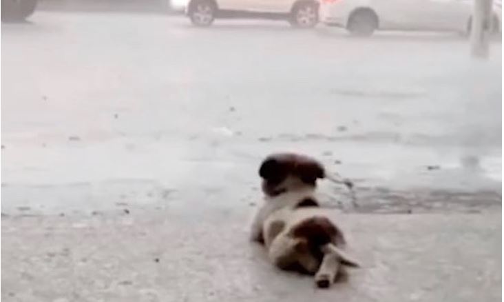 (VÍDEO) Gracioso perrito ocupa su sitio para ver cómo cae la lluvia