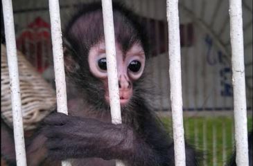 Mérida: Rescata Profepa cría de mono araña abandonada en predio