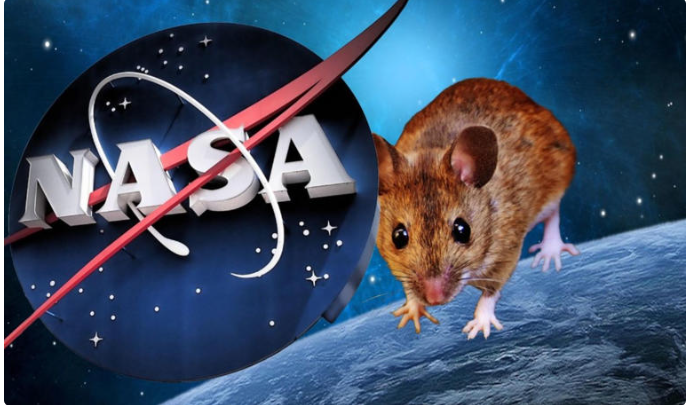 La NASA se alarma por trágico resultado de experimento con ratones en el espacio