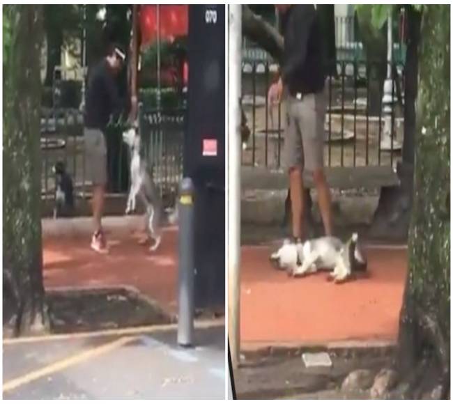 Presunto entrenador de perros ahorca a un husky en parque de CDMX