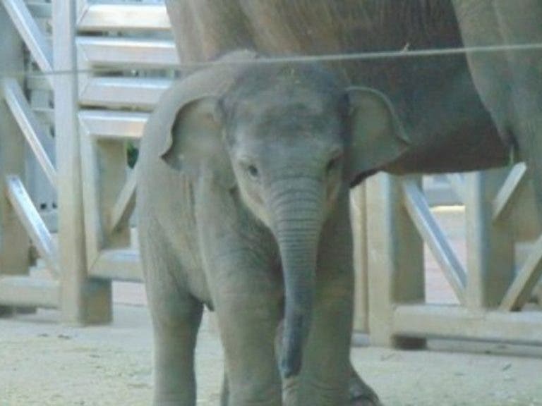Bebé elefante roba caña y ‘se esconde’ para que no lo vean