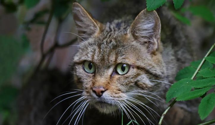 Nueva Zelanda: Realizan concurso donde los niños pueden matar gatos