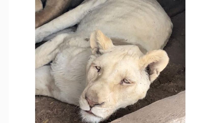 Ven lavado de dinero y delincuencia organizada en refugio de felinos maltratados