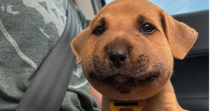¡Mi perro fue picado por una abeja!: Qué hacer, qué evitar