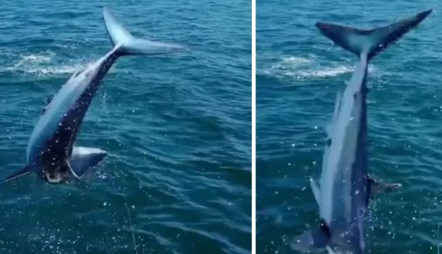 Video: “Asombroso” momento en el un tiburón que saltó a un barco