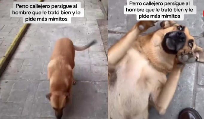 (VIDEO) Perrito callejero sigue a hombre para que le haga cariñitos