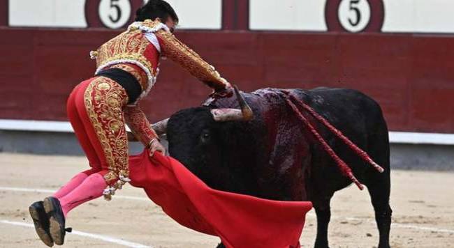 Torero recibe impactante cornada cuando iba a matar al toro