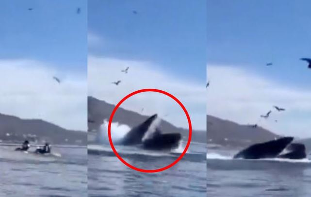 (VÍDEO) ¡Tragedia! Ballena jorobada devora a dos turistas en playa de EE.UU.