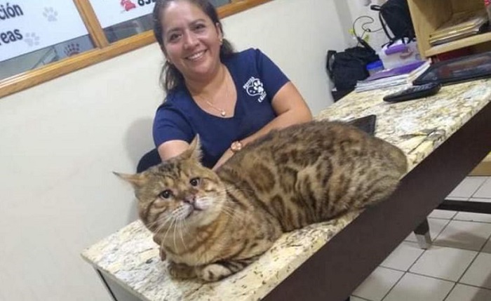 Gato gigante asusta a vecinos de Tampico; creían que era leopardo joven