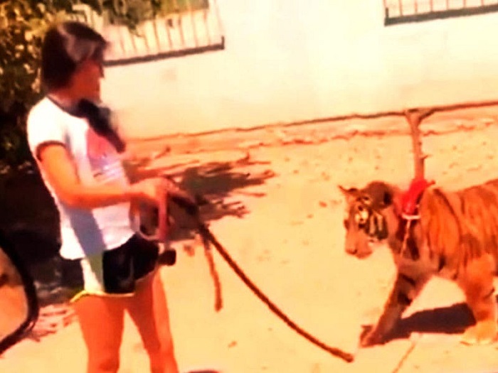 (VIDEO) Joven pasea a un tigre en calles de Sinaloa, como si nada