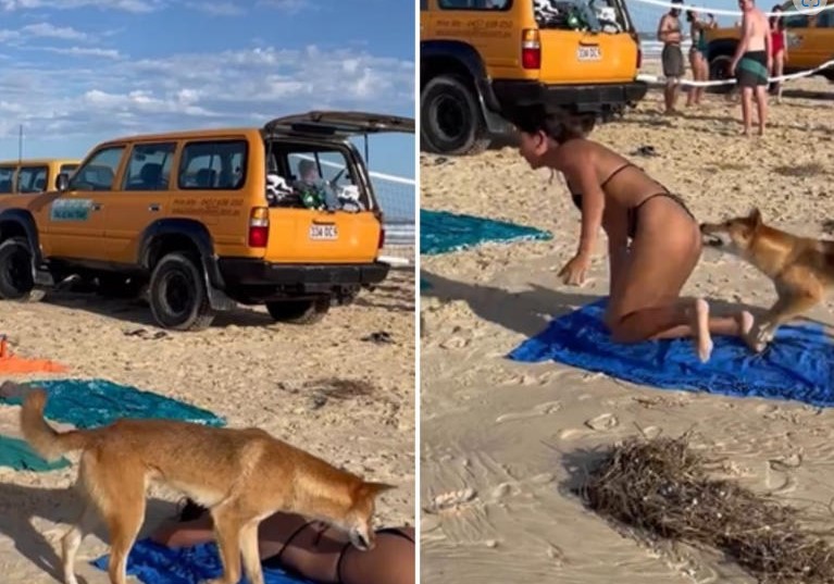 Turista es mordida en el trasero por un travieso perro en la playa